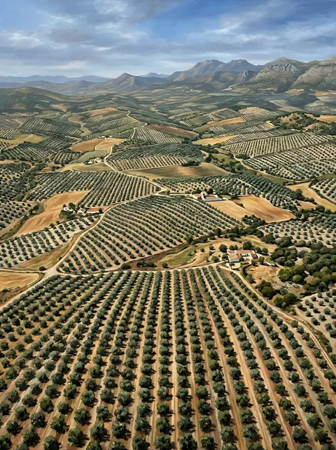 Jaén Zeytinlikleri